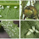 Bijela mušica na sadnicama paradajza: kako se boriti